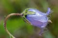 Campanula barbata